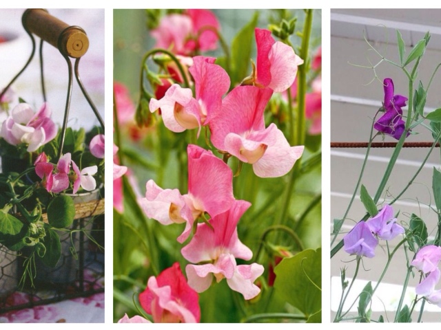 Які квіти краще садити на балконі влітку, взимку? Балконні квіти: список. Квіти для балкона, квітучі: все для відкритого і заскленого балкона