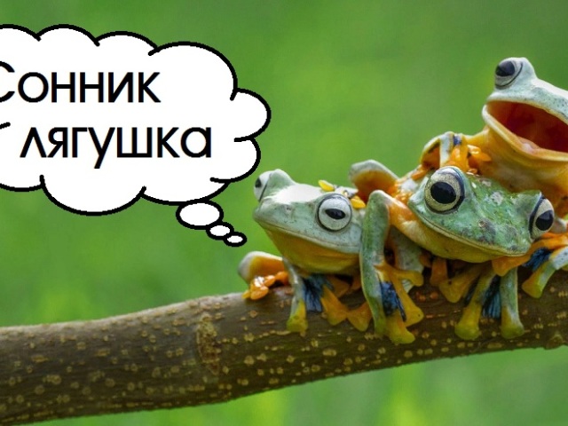 Сонник жаба: велика, мала, біла, зелена, чорна, бридка, золота. До чого сниться жаба у воді, на землі, в траві, розчавлена, квакающая: значення снів