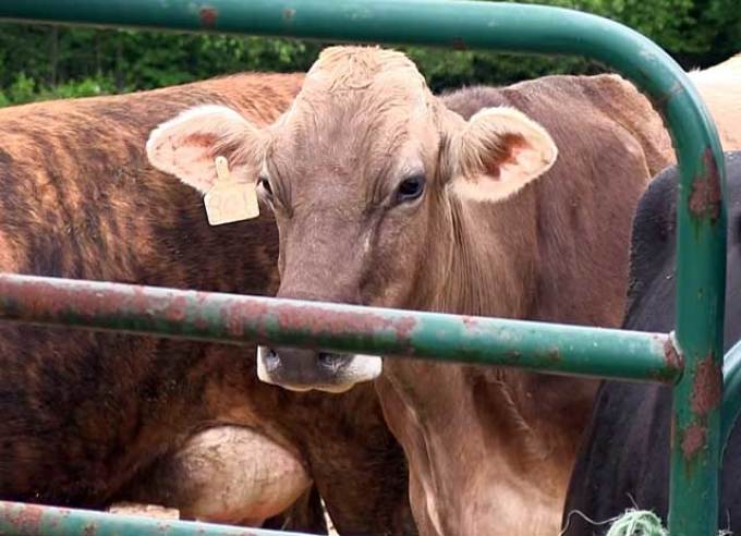 Лейкоз у корів: чим небезпечне молоко заражених тварин?