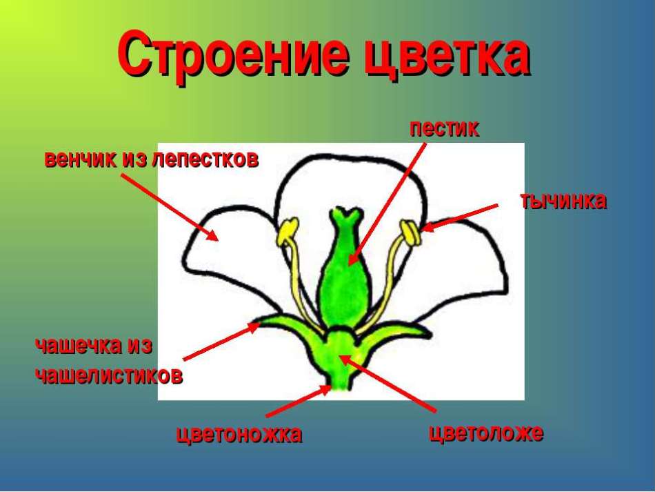 Контрольная работа по теме Дослідження особливості пристосувань рослин для запилення комахами