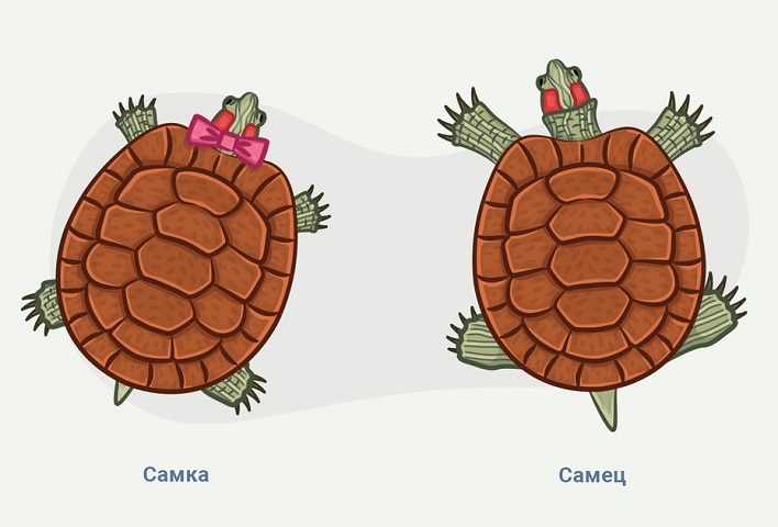 Як визначити стать червоновухої черепахи: як відрізнити самку від самця за зовнішніми даними, поведінці?