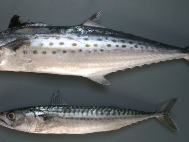 Риби блакитна макрель і скумбрія: чим відрізняються за смаком, в кулінарії? Як називається риба, схожа на скумбрію, але більший і менш жирна: назва
