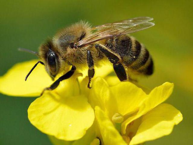 Скільки пар крил у медоносної бджоли, лапок: фото, опис ...
