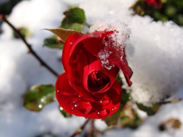 Вкривати або не вкривати троянди на зиму? Варто підгодовувати рожеві кущі перед зимівлею? Як захистити в'ється троянду, кущі троянд, штамбову троянду, троянду в парках, стелющуюся троянду? Як зберегти живці троянди в зимовий період?