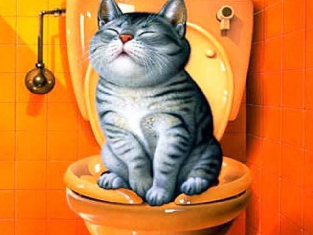 Як привчити кішку до туалету? Система привчання кішок до унітазу, насадка на унітаз