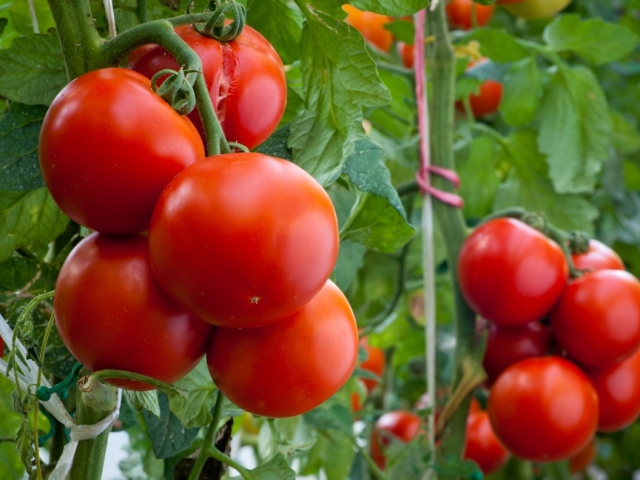 Можна садити помідори після огірків, перців, на одному і тому ж місці? Після чого краще садити помідори? З чим поруч можна садити помідори: статті. Що можна садити після помідорів в теплиці, грунті?