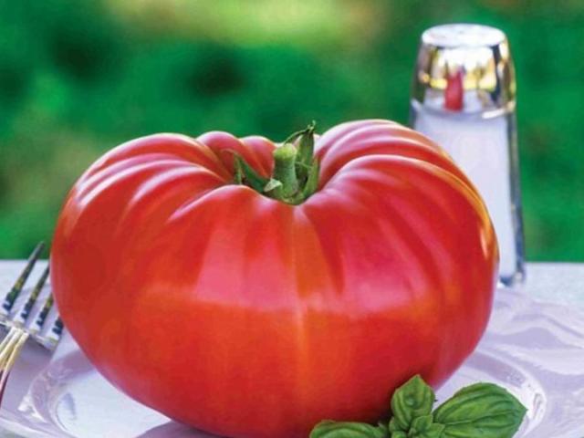 Чому помідори зросли коряві і потворні: причини. Потворні і кострубаті плоди томатів: як з цим боротися?