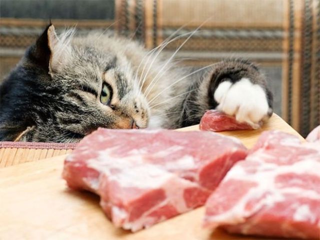 «Знає кішка, чиє м'ясо з'їла»: сенс прислів'я