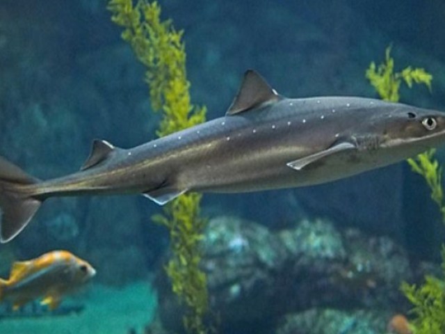 Водяться чи акули в Чорному морі: чорноморський катран, котяча акула &#8212; чи існує небезпека для людини?
