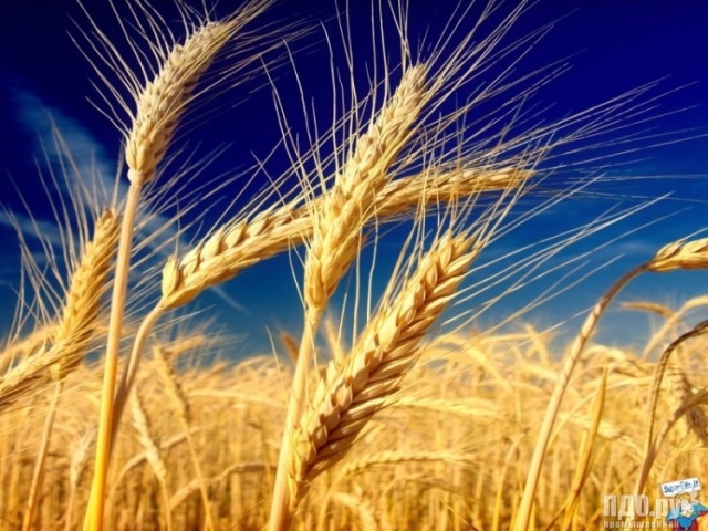 Чим відрізняється жита від пшениці? Як виглядає колос і зерна пшениці, жита? Як називається суцвіття пшениці або жита?