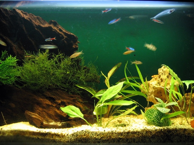 Чому мутніє вода в старому і новому акваріумі: причини. Каламутна вода в акваріумі &#8212; що робити: аналіз кольору муті, способи усунення, поради