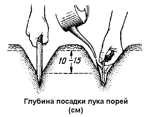Схема посадки порею