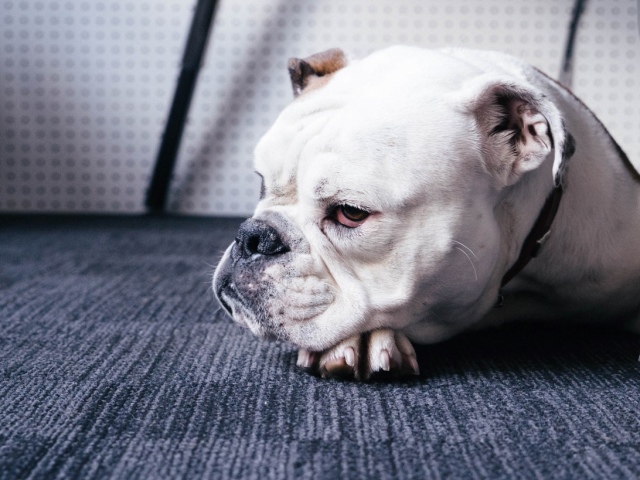 Соплі, нежить у собаки: причини і методи лікування вихованця