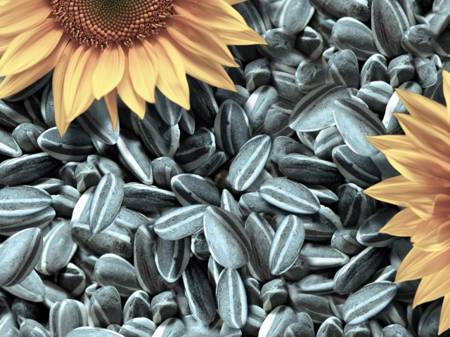 Як швидко очистити від лушпиння насіння соняшника в домашніх умовах: способи, поради. Як чистять соняшникове насіння від лушпиння на виробництві в промислових масштабах: опис, відео