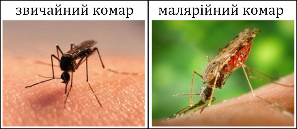 Зовнішні відмінності малярійного комара від звичайного комара