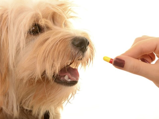 Кращі препарати проти паразитів для собак: список з назвами, склад, дія, застосування