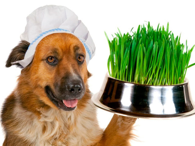 Собака їсть траву: причини явища і дії господаря при цьому