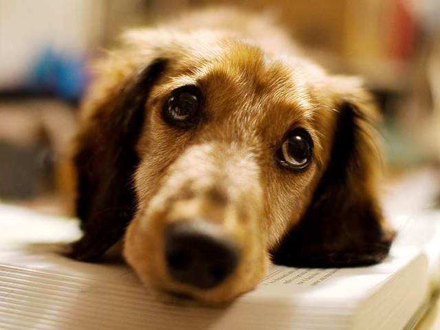 Отруєння у собаки: причини, симптоми, лікування, профілактика