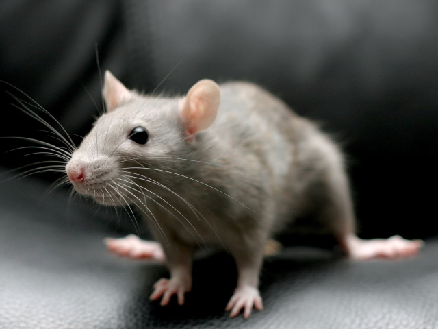 Сонник до чого сниться маленька, сіра, чорна і біла миша? До чого сниться багато маленьких мишей в квартирі?