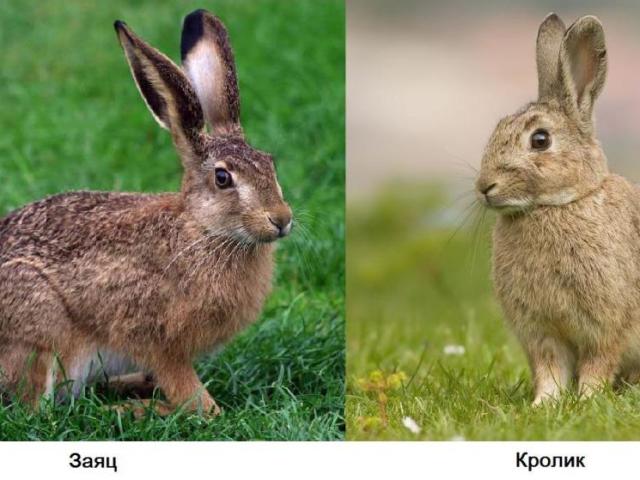 Чим відрізняється дикий і домашній кролик від зайця: порівняння, різниця, відмінність, пояснення для дітей. Хто більше розміром, швидше бігає: заєць чи кролик?