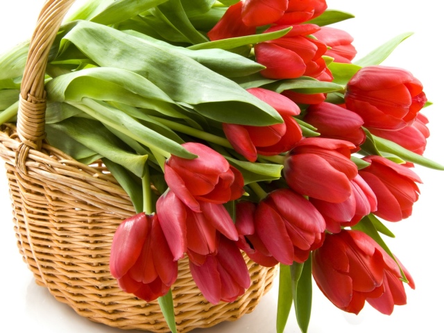 Тюльпани відцвіли: коли викопувати цибулини після цвітіння? Потрібно викопувати тюльпани кожен рік? Потрібно викопувати цибулини тюльпанів на зиму?