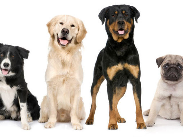 Як назвати собаку хлопчика? Імена для собак хлопчиків, рідкісні та красиві, для маленької породи, великий, мисливської, бійцівської, дворняжки, чорної, червоної, білої: список імен зі значенням