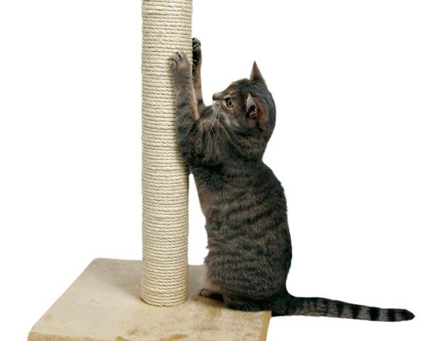 Як зробити когтеточку для кішки самостійно своїми руками: ідеї, фото, загальні рекомендації, майстер-класи з виготовлення когтеточки настінної, когтеточки-стовпчика, когтеточки-будиночка, з гофрованого картону
