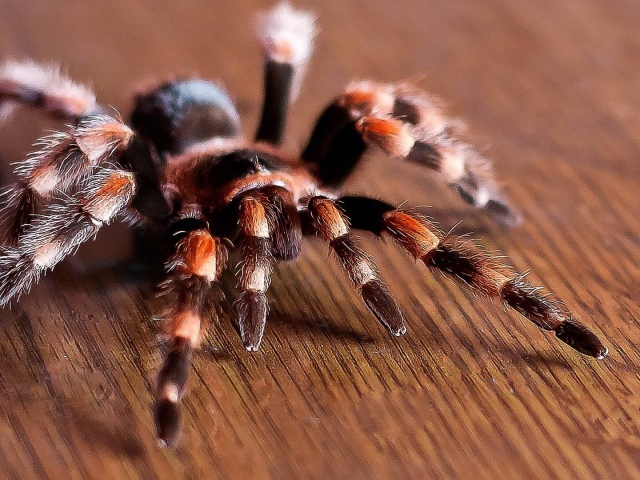 До чого сниться павук: чорний, коричневий, білий, великий, маленький. Тлумачення сну про павуків в павутині, повзуть по тілу, по стіні вгору &#8212; що означає, якщо вкусив павук?