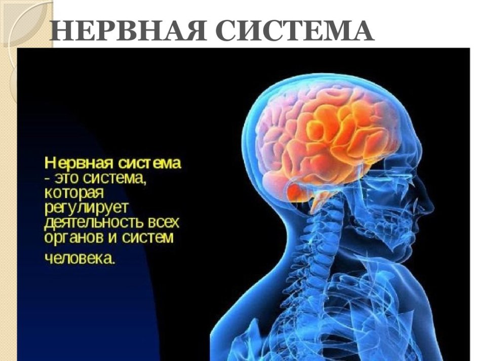 Материнка для лікування нервової системи