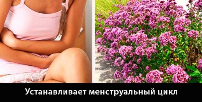 Материнка
