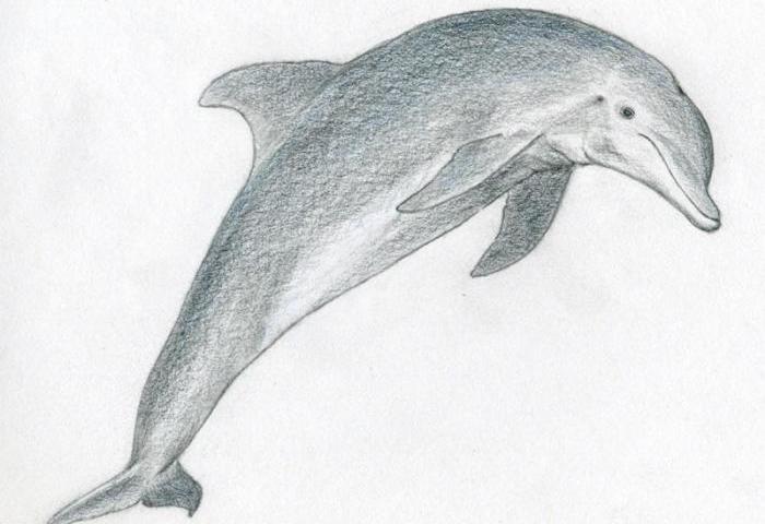 Як намалювати дельфіна поетапно олівцем? Як намалювати дельфіна в море: малюнки для дітей