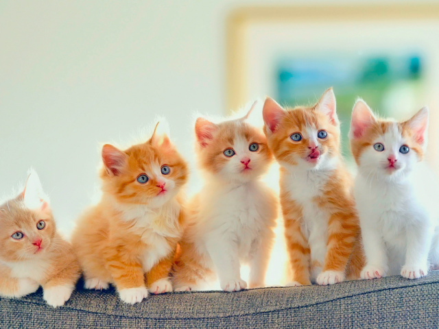 Скільки років в середньому живуть кішки й коти британські, перські, сіамські, лисі сфінкси, шотландські висловухі, бенгальські, тайські, сибірські в домашніх умовах? Які породи кішок живуть довше всіх? Скільки максимально довгожителі живуть кішки?