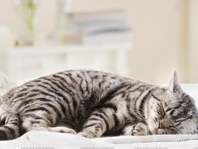 Для чого кішки лягають спати з господарями? Чому кішки сплять в ногах, на голові людини? Чому не можна спати з кішкою в одному ліжку дорослим, дітям, вагітним? Як відучити кішку спати на ліжку?