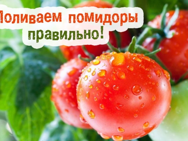 Як часто, скільки разів на тиждень поливати помідори в теплиці при різних стадіях росту?
