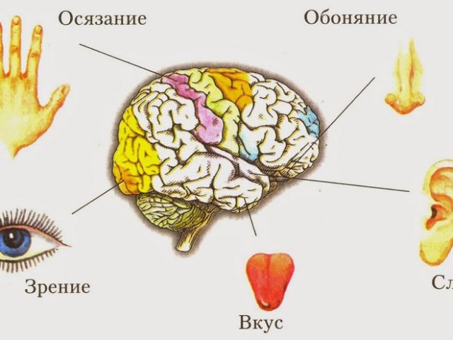 Скільки основних органів чуття у людини і які їх основні функції і значення? Органи почуттів і головний мозок, нервова система: як взаємопов'язані? Правила гігієни основних органів чуття