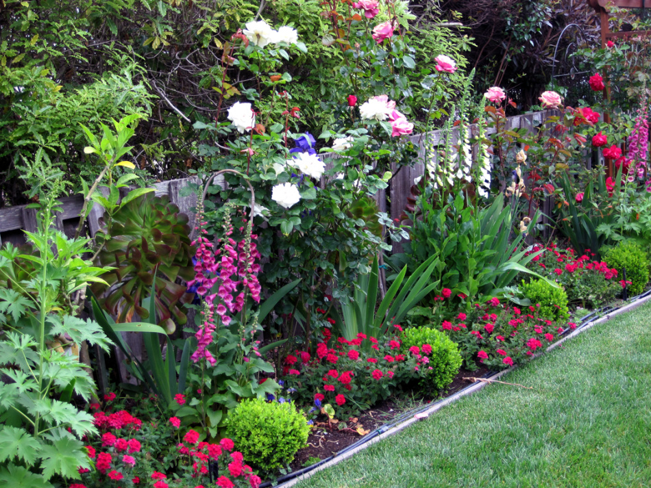 доглянута квіткова клумба, на якій також є іриси