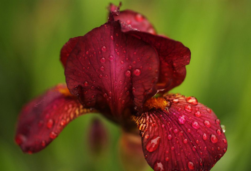 фото червоного ірису, приклад 1