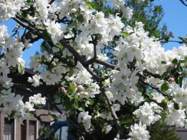 До чого цвіте яблуня і груша в серпні: народні прикмети. До чого цвітуть сади в кінці літа, восени: причини