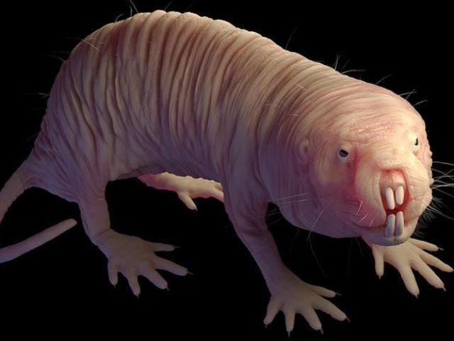 ТОП-10 найбільш страшних, жахливих і страшних тварин на Землі: рейтинг, короткий опис, фото