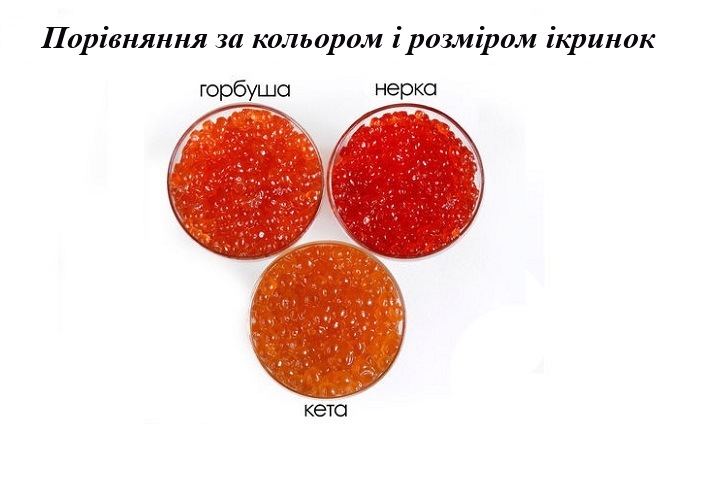 Порівняння