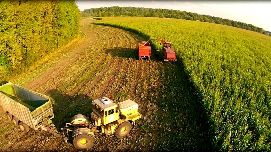 Збирання кукурудзи на зелену масу і силос