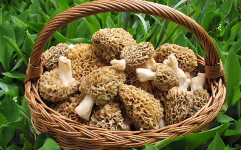 Зморшки