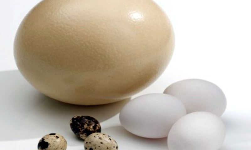 Міф 2: Яйця підвищують ризик отримання діабету