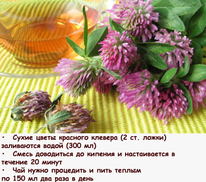 Чай з конюшини
