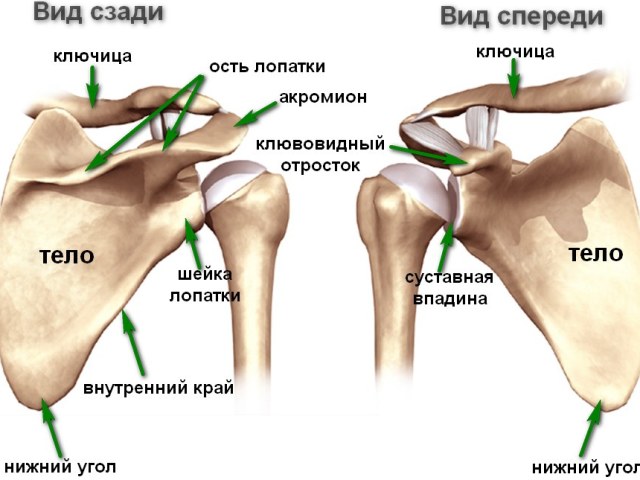 Плечовий суглоб: будова, анатомія. Плечовий суглоб: м'язи, зв'язки, кістки