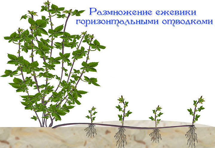 Спосіб розмноження ожини