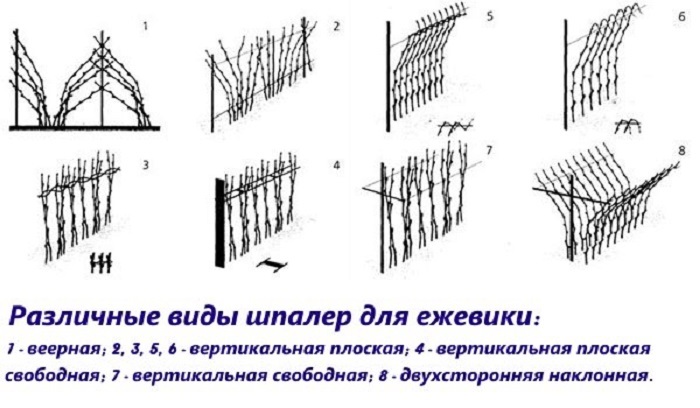 Види шпалер для ожини