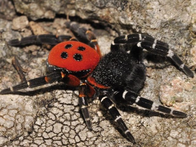 Найбільш небезпечні павуки у світі &#8212; список комах, як виглядають. Смертельно небезпечні для людини павуки &#8212; які наслідки загрожують людині, вкушеного отруйним павуком? Найнебезпечніші павукоподібні &#8212; цікаві факти, відео