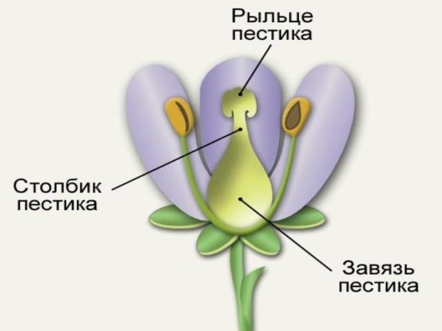 Що таке зав'язь у рослин в біології: визначення коротко, види зав'язей. Як утворюється зав'язь у рослин, що містить зав'язь квітки? Що таке верхня зав'язь у рослин?