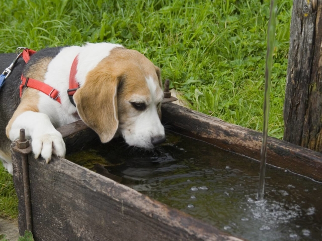 Собака п'є дуже багато води і мочиться: причина. Скільки води повинна пити собака в день в нормі?